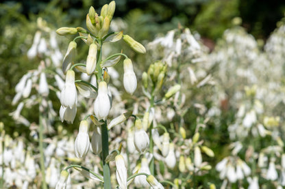 10 White African Hyacinth (Ornithogalum Candicans / Galtonia) Seeds