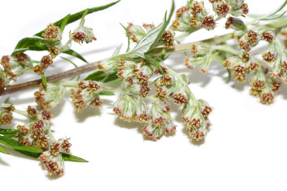 1000 Mugwort (Artemisia Vulgaris) Seeds