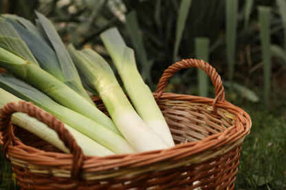 500 Broad London Leek (Allium Porrum) Seeds