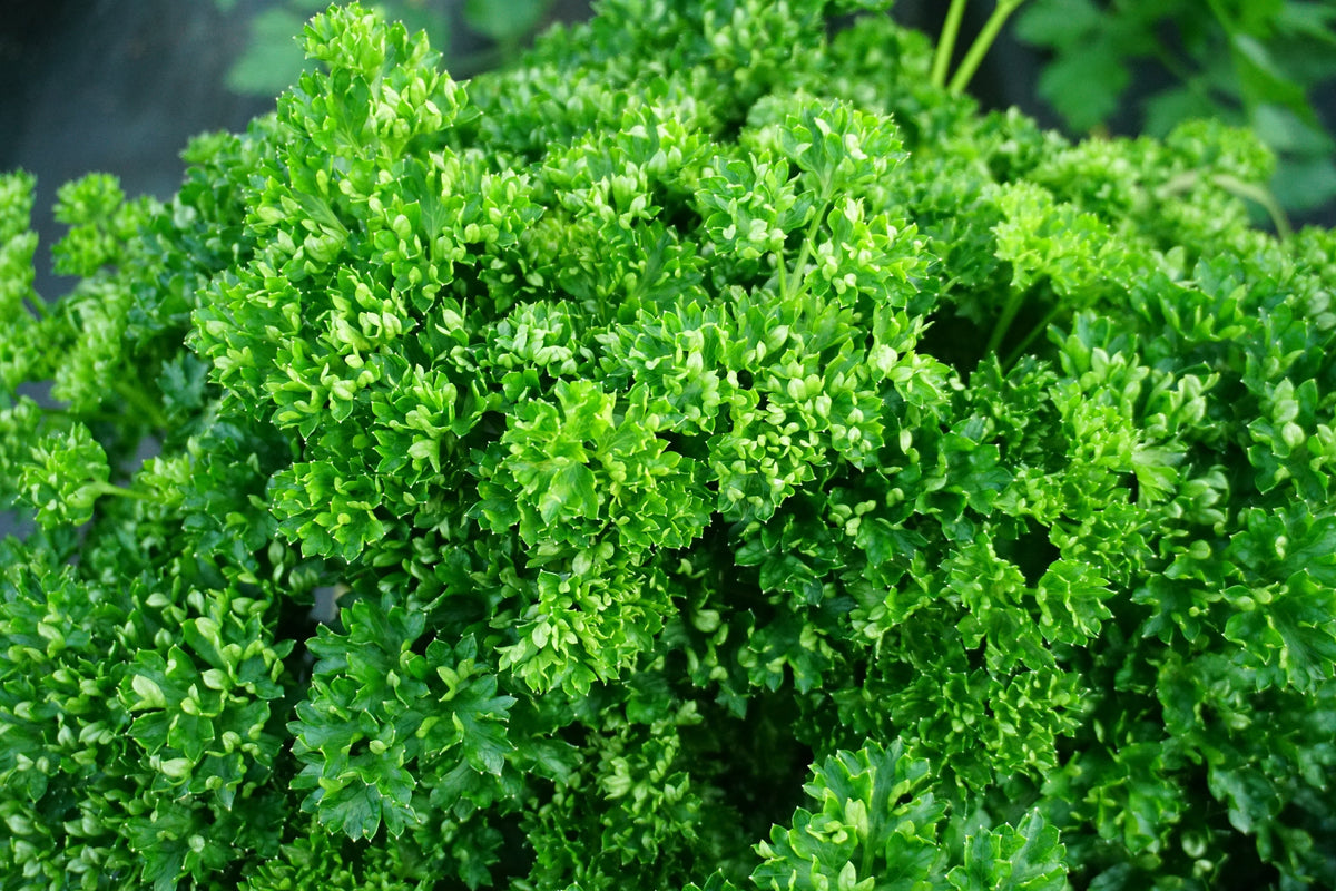 Triple Curled Parsley (Petroselinum crispum) Seeds – 1,500 ct