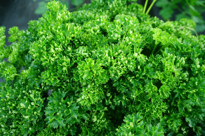 Triple Curled Parsley (Petroselinum crispum) Seeds – 1,500 ct