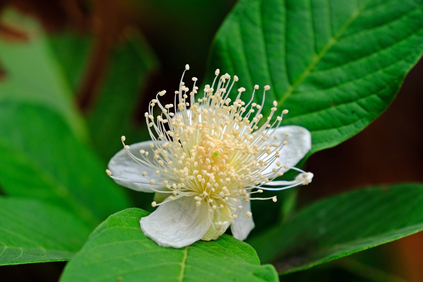 20 Guava Tree (Psidium Guajava) Seeds