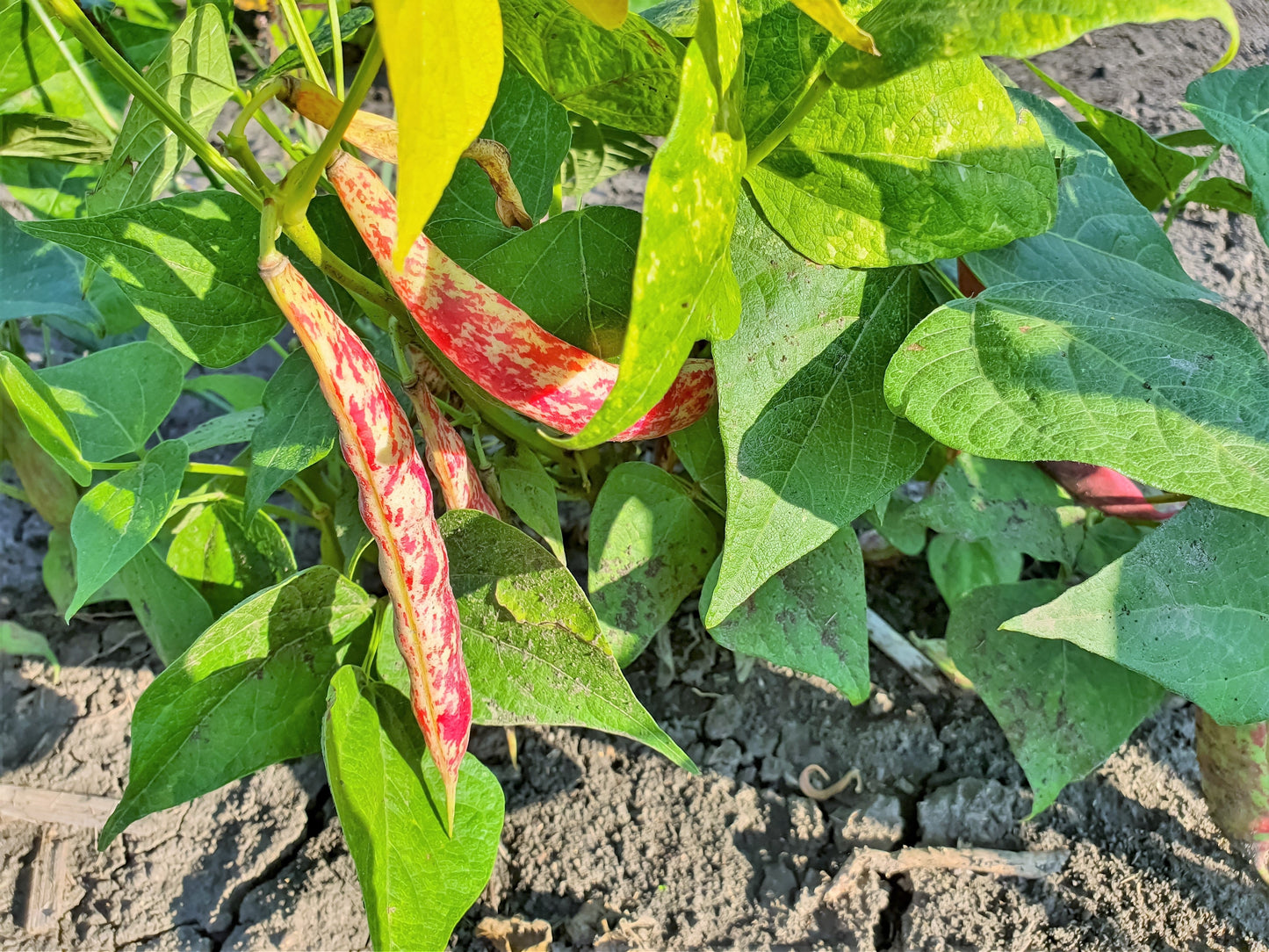 25 Cranberry Bean (Phaseolus Vulgaris) Seeds