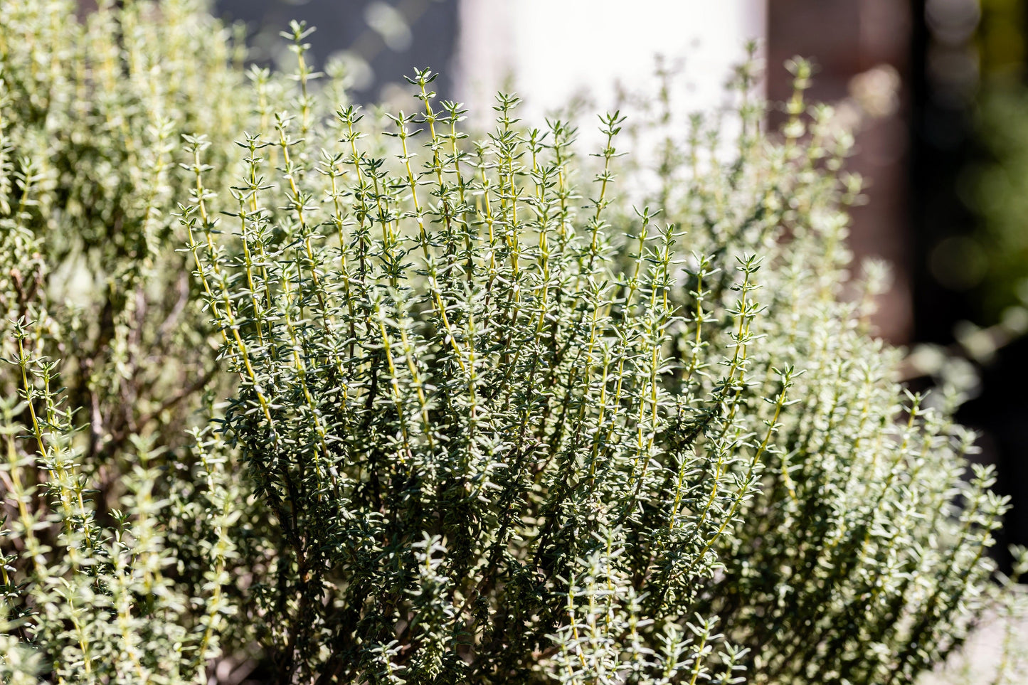 30 Orange Thyme Orangelo (Thymus Vulgaris Fragrantissimus) Seeds