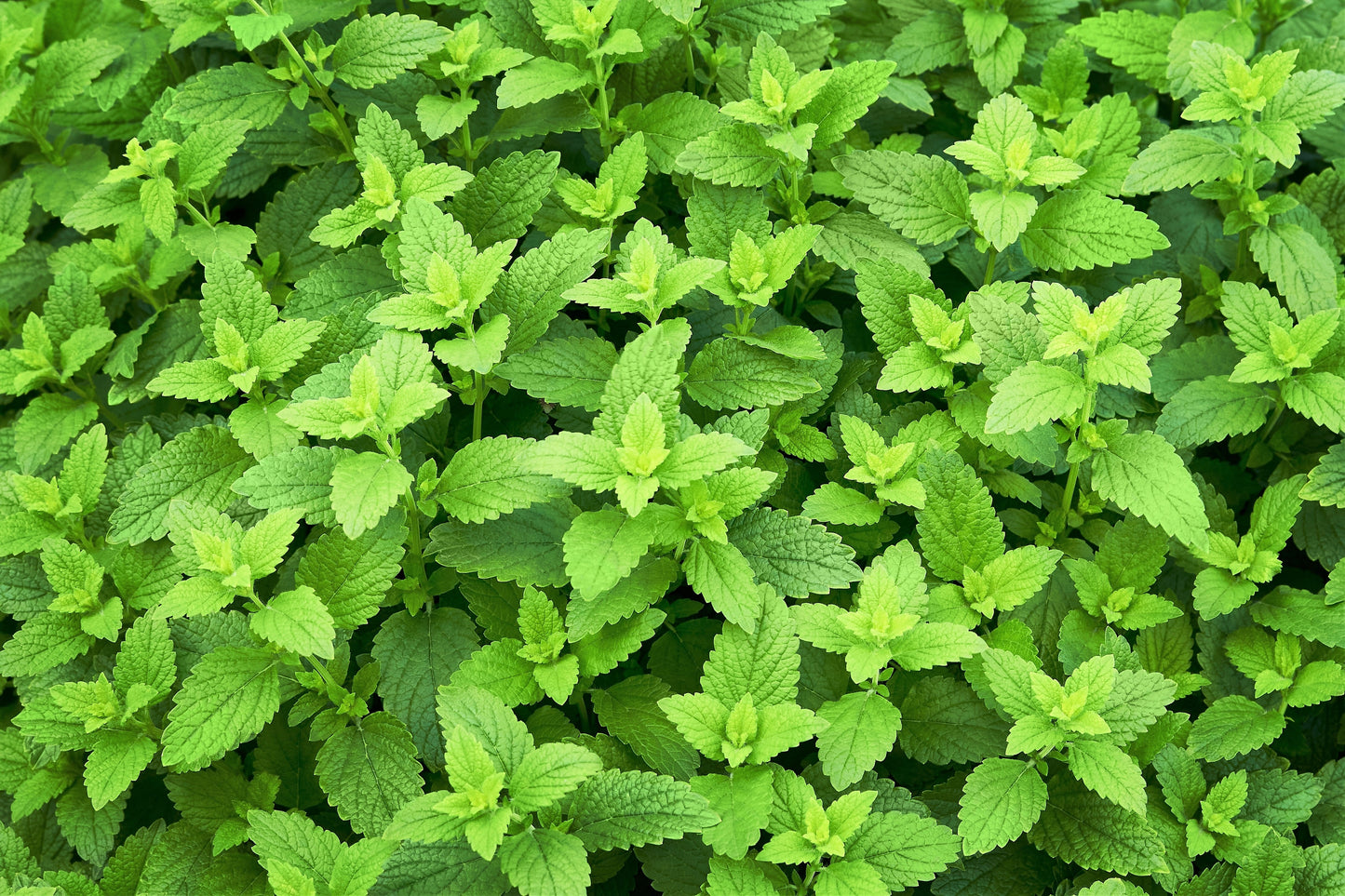 1500 Lemon Balm (Melissa Officinalis) Seeds