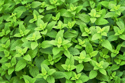 1500 Lemon Balm (Melissa Officinalis) Seeds
