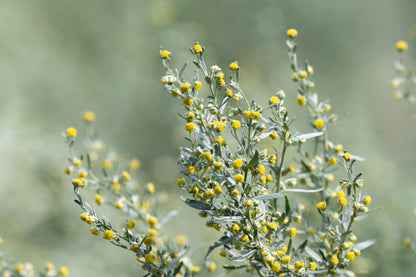 Absinthe Wormwood (Artemisia absinthium) Seeds – 500 ct