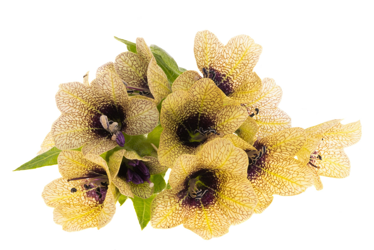 Black Henbane (Hyoscyamus niger) Seeds – 200 ct