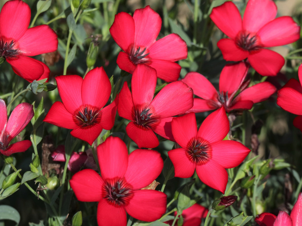 500 Red Scarlet Flax (Linum Grandiflorum Rubrum) Seeds
