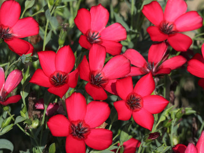 500 Red Scarlet Flax (Linum Grandiflorum Rubrum) Seeds