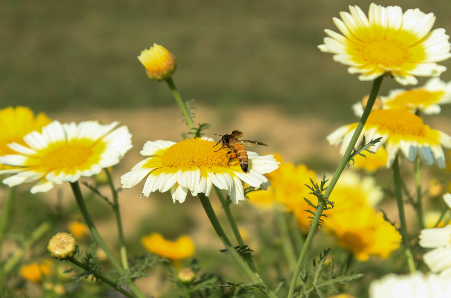 1000 Garland Crown Daisy Chrysanthemum (Coronarium Glebionis) Seeds