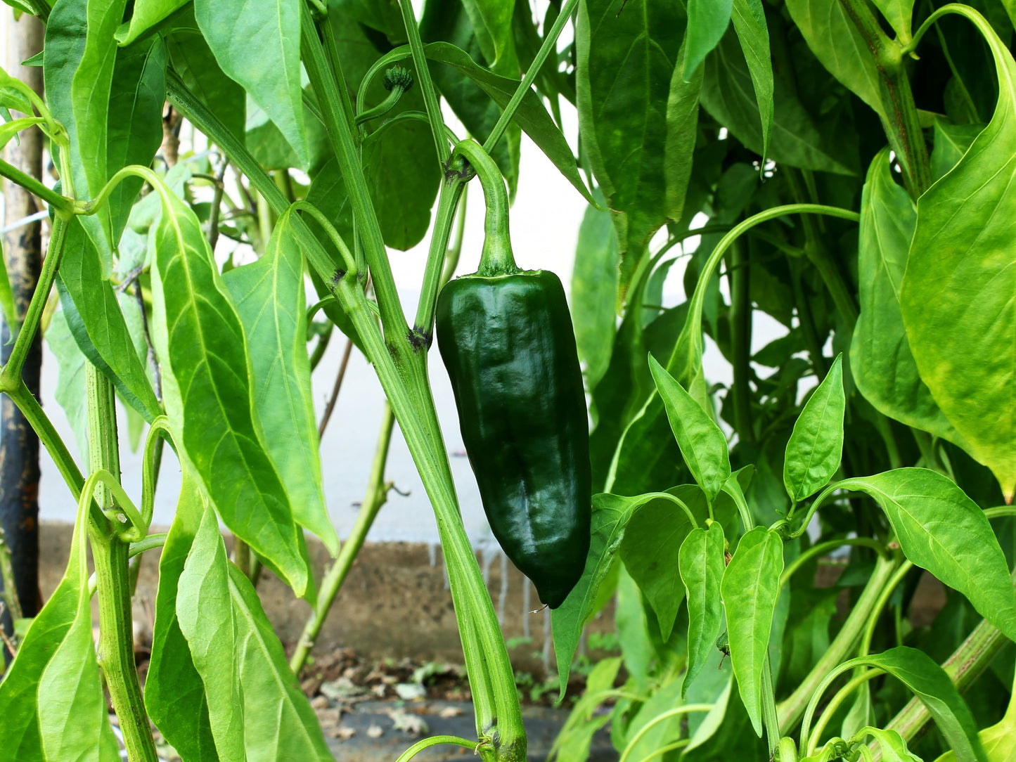 50 Ancho Poblano Pepper (Capsicum Annuum) Seeds