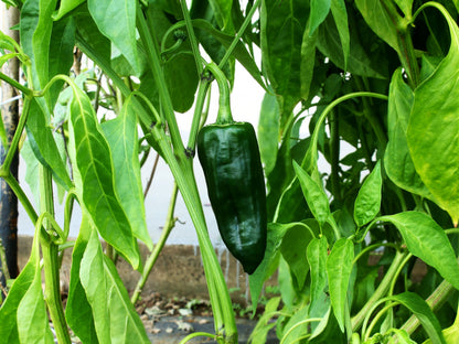 50 Ancho Poblano Pepper (Capsicum Annuum) Seeds