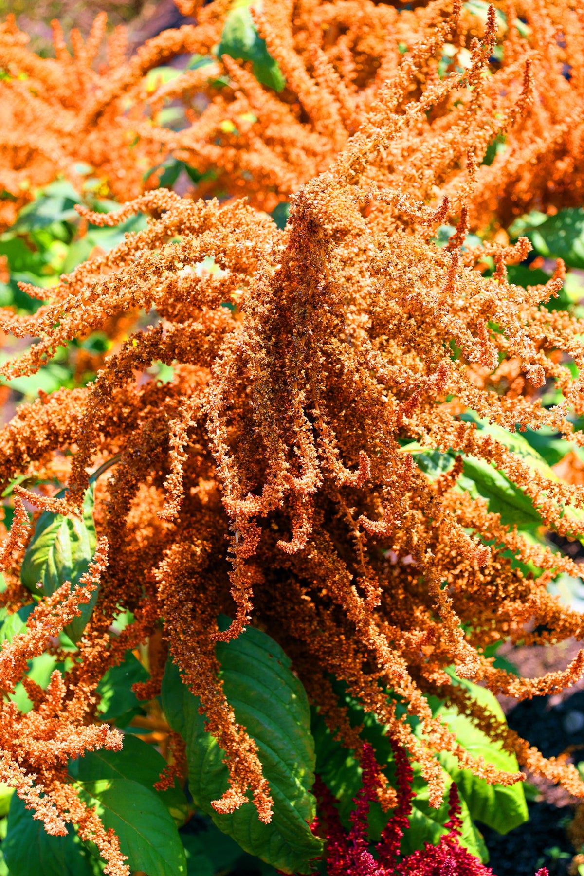 100 Organic HOT BISCUITS AMARANTHUS Cruentus Coppery Bronze Plumes Flower Seeds