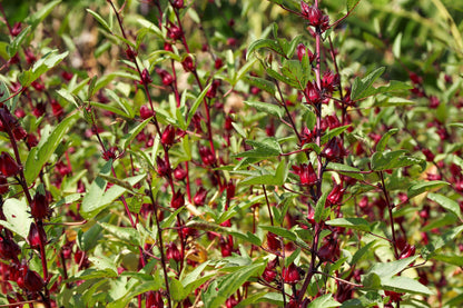 Roselle (Hibiscus sabdariffa) Seeds – 50 ct