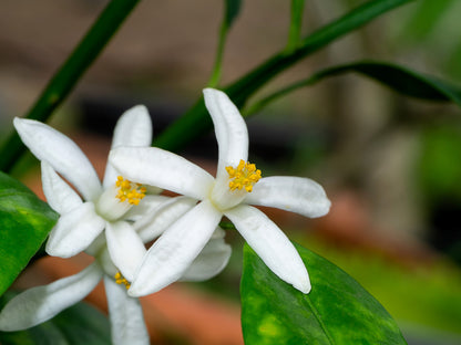 15 Key Lime (Citrus Aurantifolia) Seeds