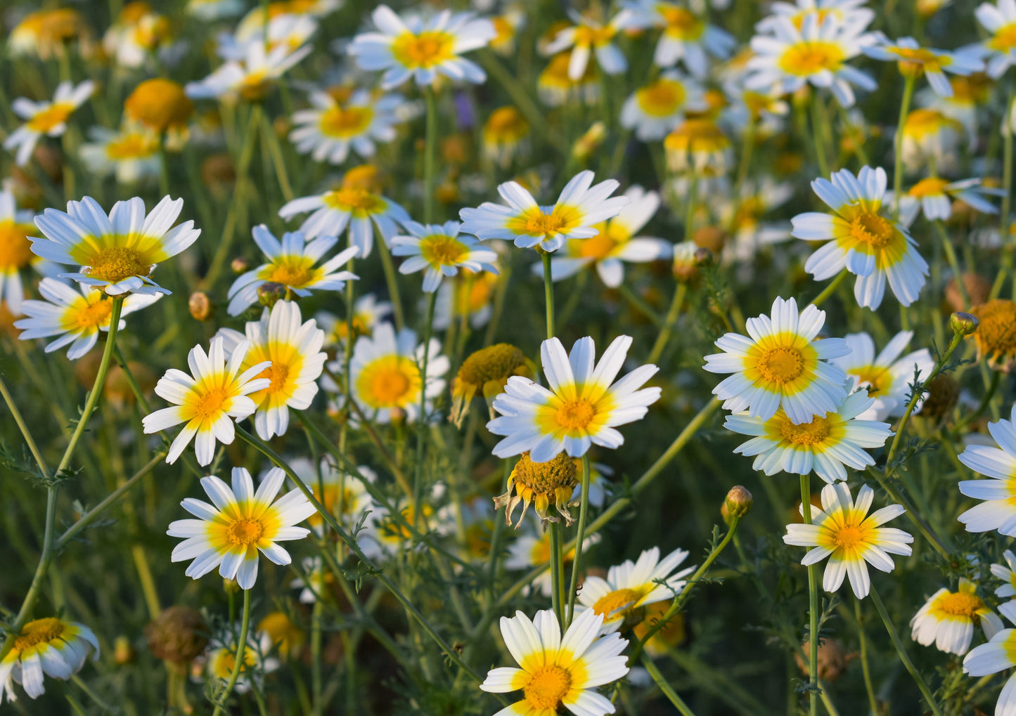 1000 Garland Crown Daisy Chrysanthemum (Coronarium Glebionis) Seeds