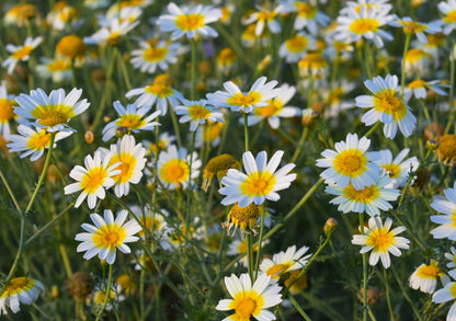 1000 Garland Crown Daisy Chrysanthemum (Coronarium Glebionis) Seeds