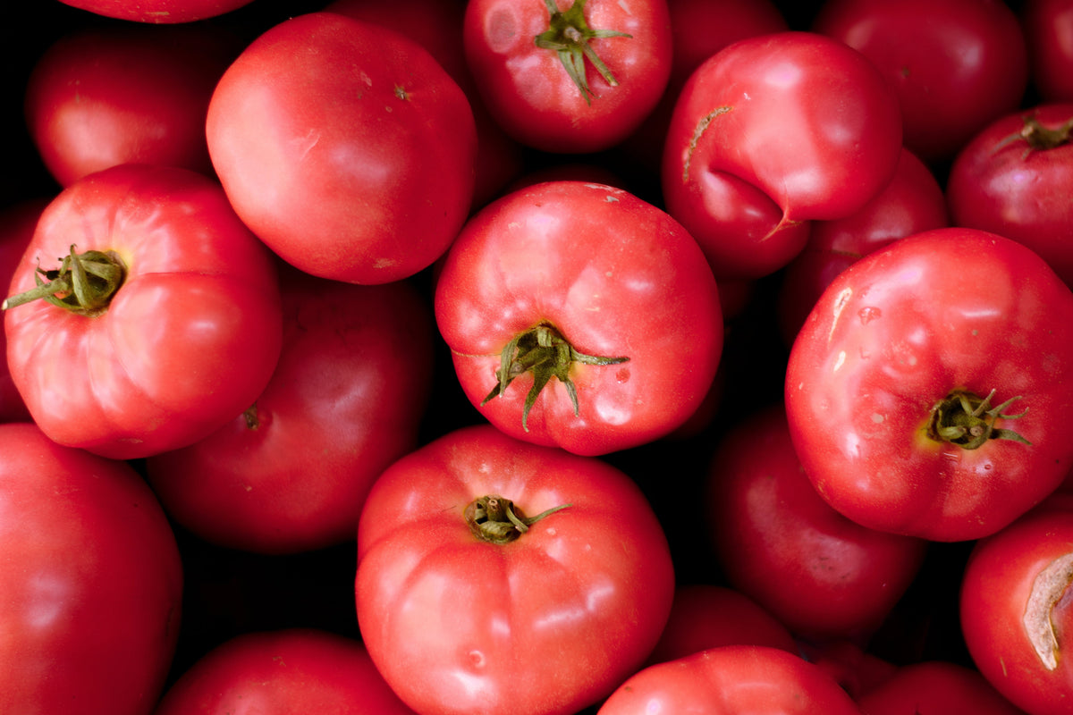 200 Pink Ponderosa Tomato (Lycopersicon) Seeds