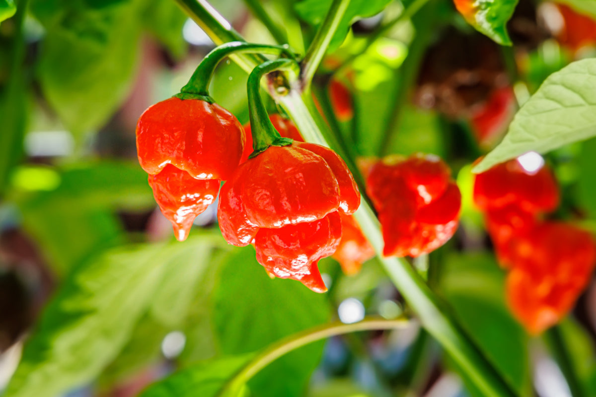 10 Red Carolina Reaper Pepper (Capsicum Chinense) Seeds
