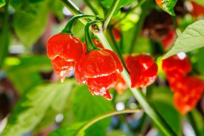 10 Red Carolina Reaper Pepper (Capsicum Chinense) Seeds