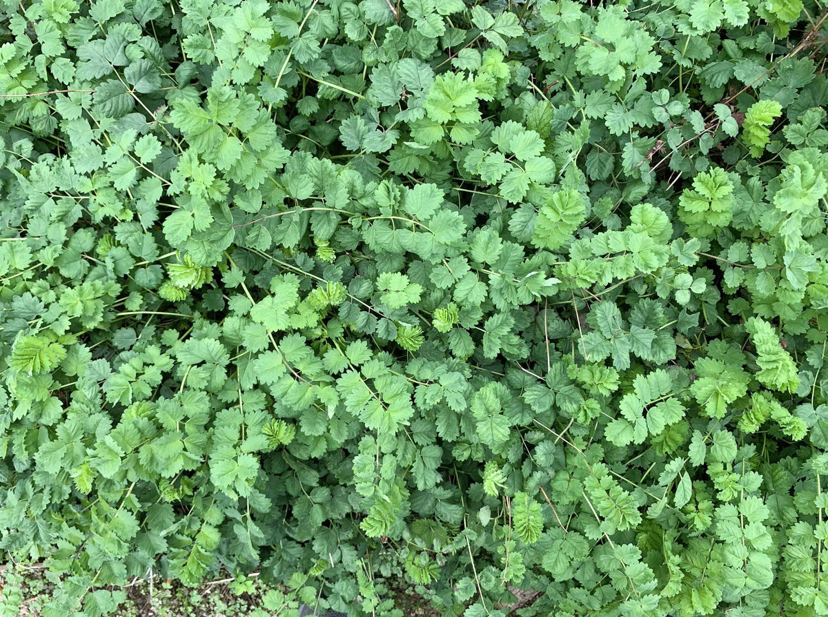500 SALAD BURNET Sanguisorba Minor Edible Greens Vegetable Herb Flower Seeds