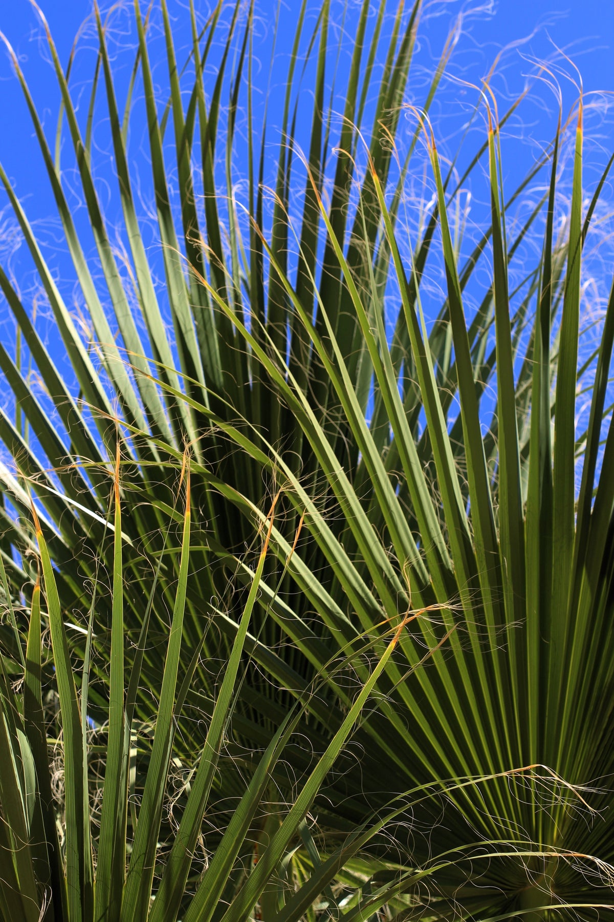 Green Saw Palmetto (Serenoa repens) Seeds – 5 ct