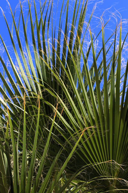 Green Saw Palmetto (Serenoa repens) Seeds – 5 ct