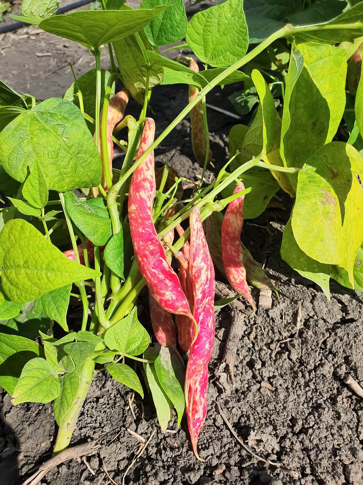 25 Cranberry Bean (Phaseolus Vulgaris) Seeds