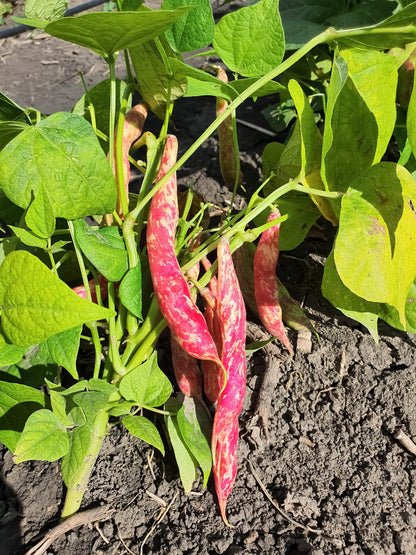 25 Cranberry Bean (Phaseolus Vulgaris) Seeds