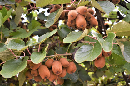 100 Kiwi Fruit (Kiwi Actinidia) Seeds