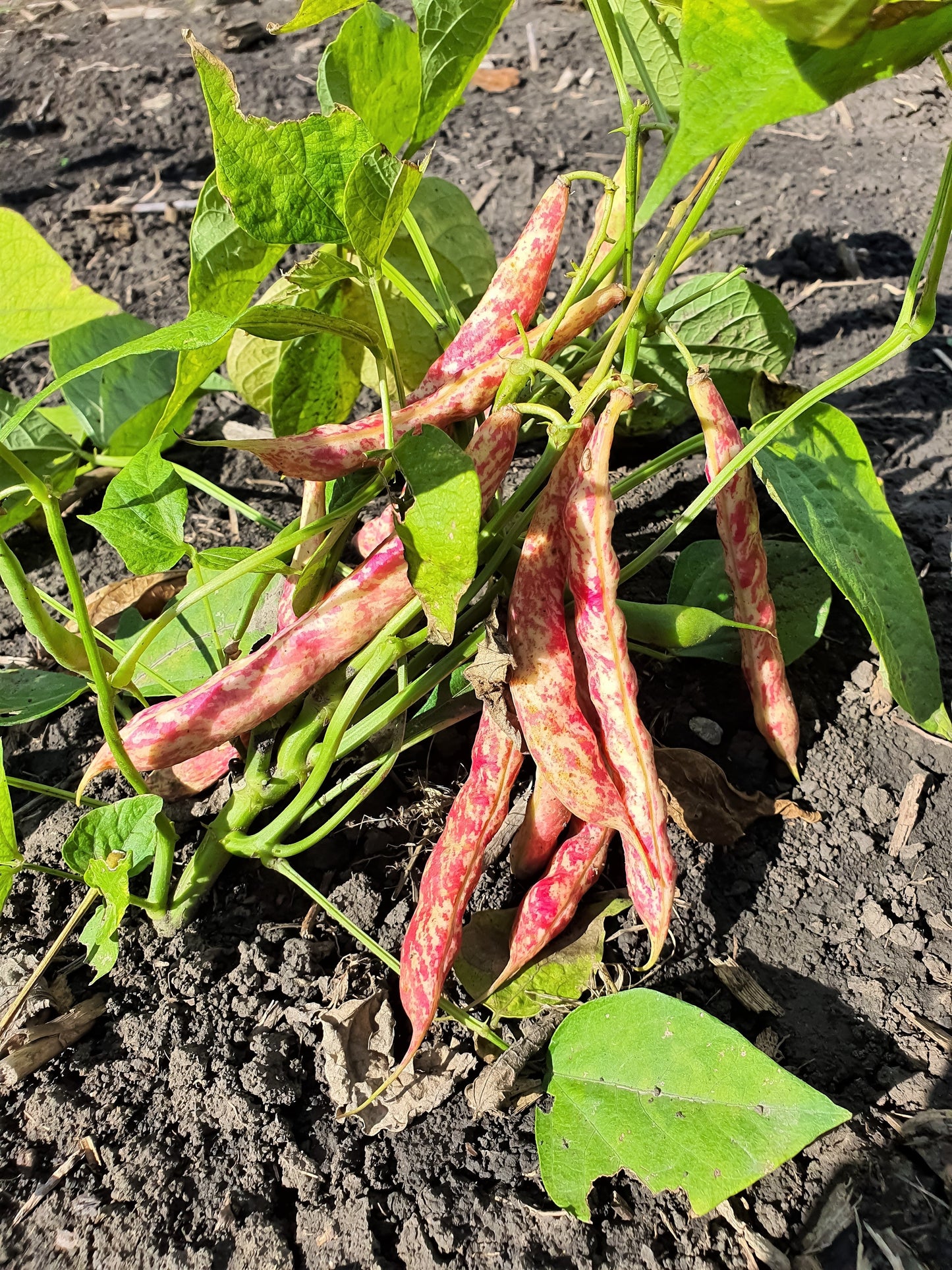 25 Cranberry Bean (Phaseolus Vulgaris) Seeds