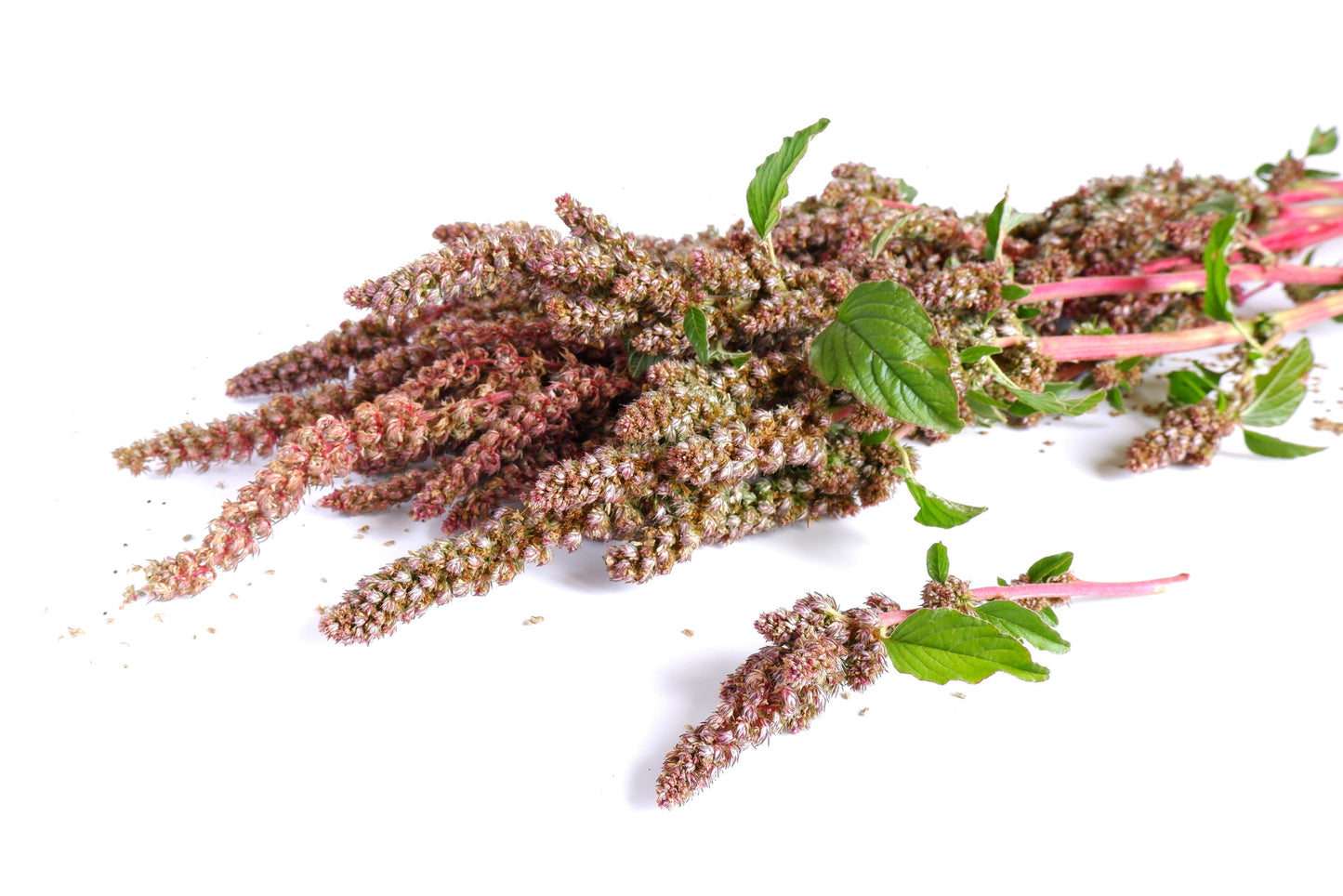50 Cherry Vanilla Quinoa (Chenopodium) Seeds