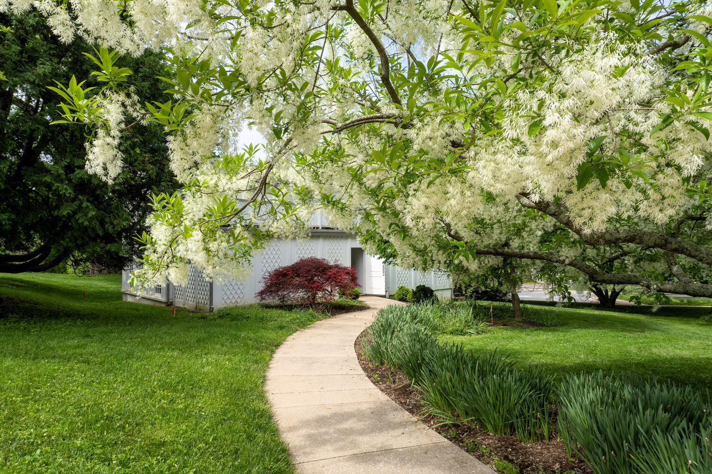 3 Fringe Tree (Chionanthus Virginicus) Seeds
