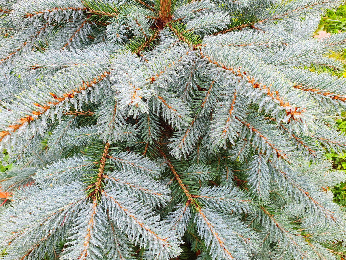 Colorado Blue Spruce (Picea pungens) Seeds – 50 ct