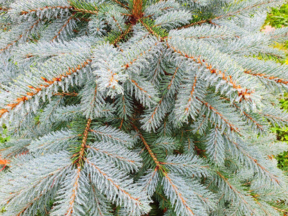 Colorado Blue Spruce (Picea pungens) Seeds – 50 ct