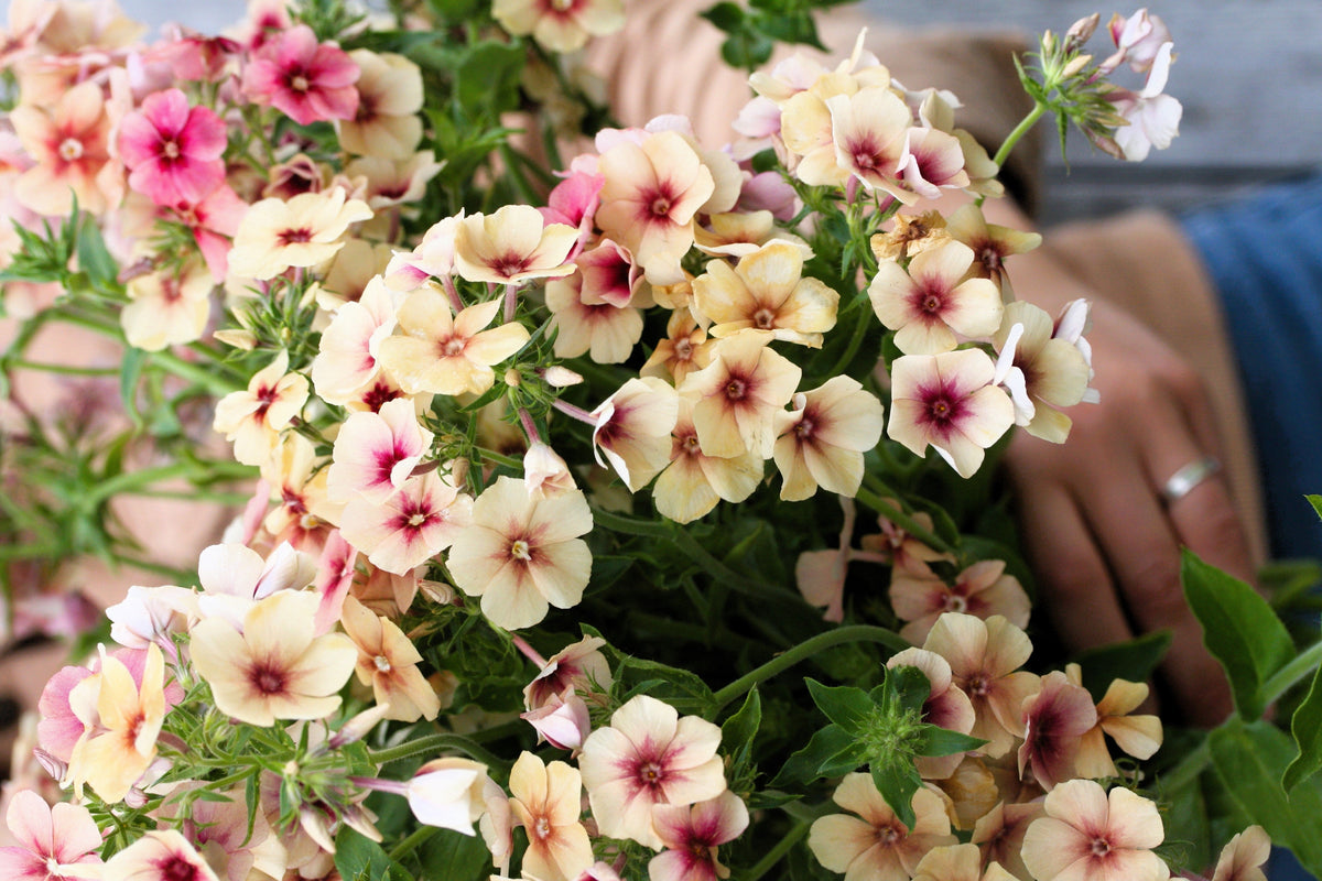 50 CHERRY CARAMEL PHLOX Drummondii Bicolor Pink Flower Seeds