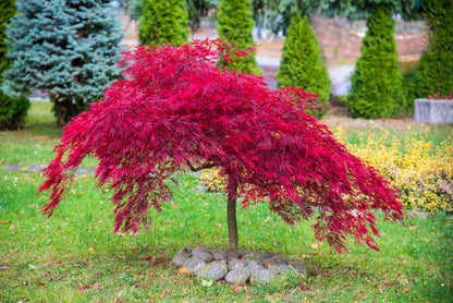 10 Japanese Maple (Acer Palmatum Dissectum) Seeds