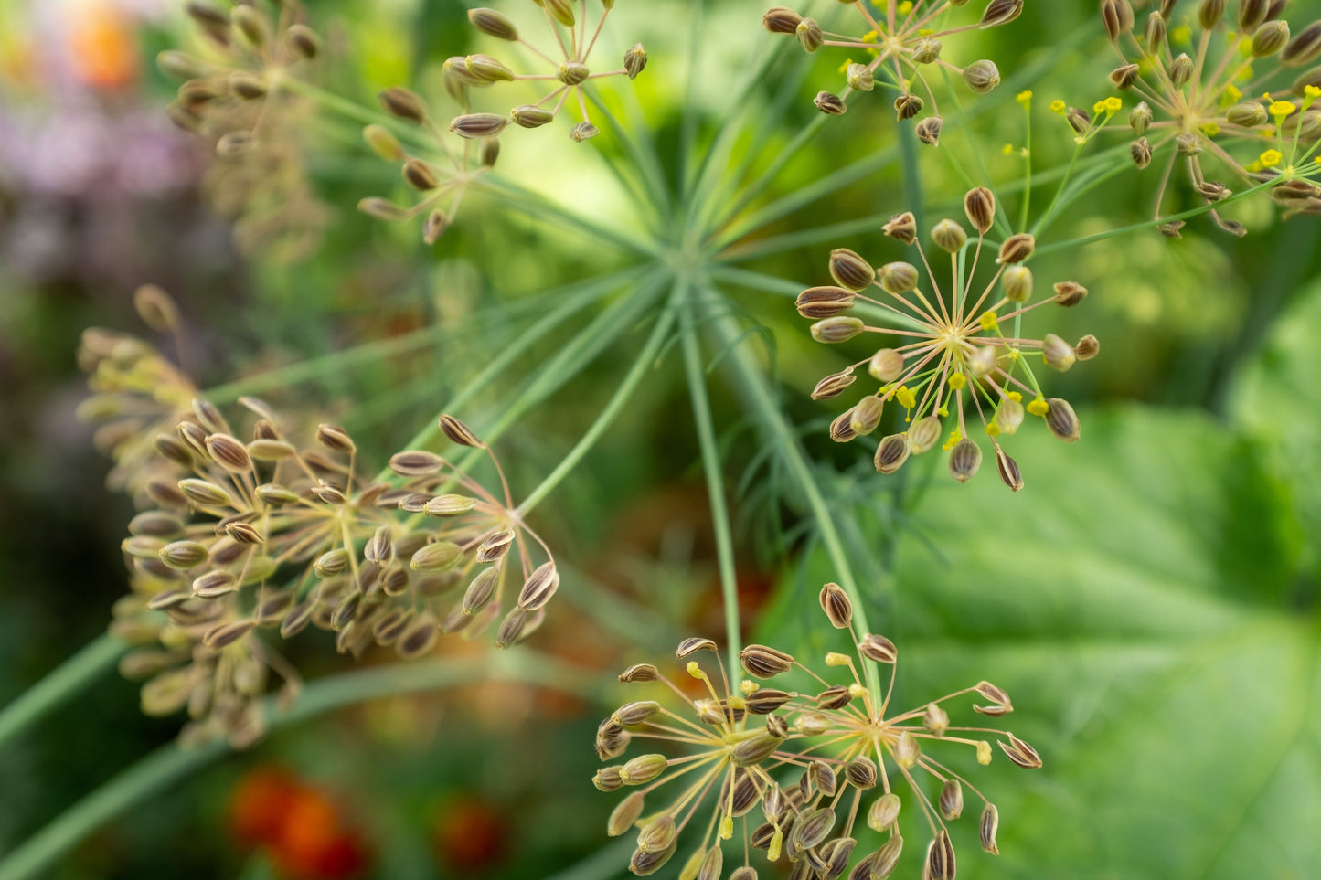 1000 Long Island Mammoth Dill (Anethum Graveolens) Seeds
