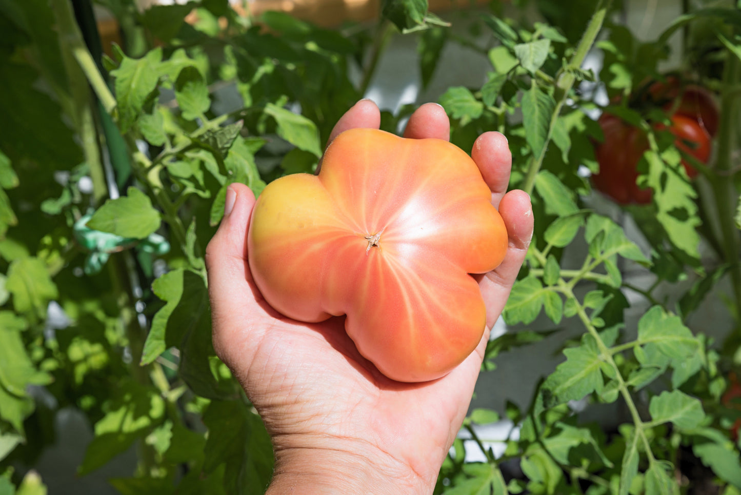 50 Pineapple Tomato (Solanum Lycopersium)t Seeds