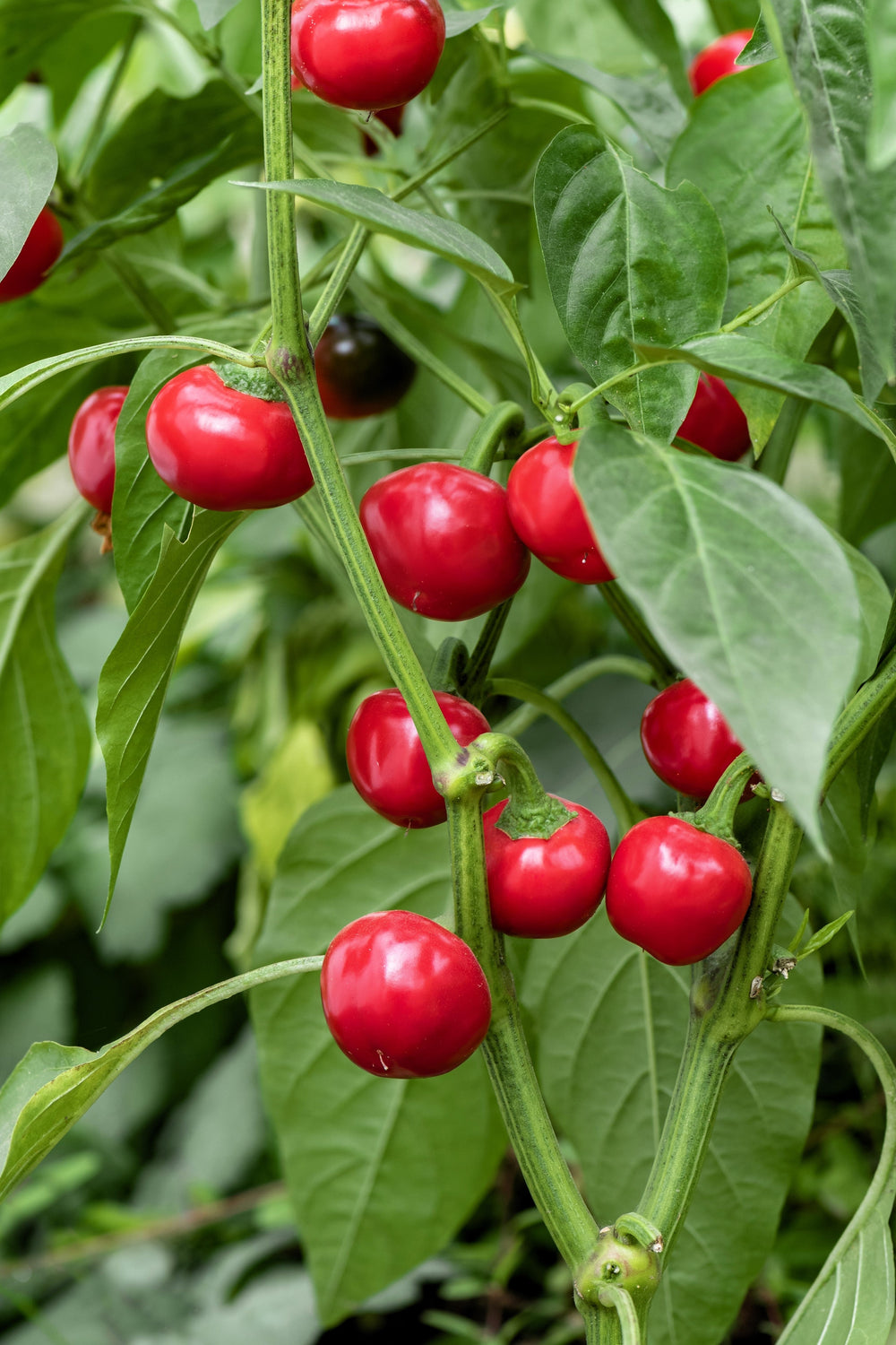 Red Cherry Hot Pepper (Capsicum annuum) Seeds – 100 ct