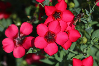 500 Red Scarlet Flax (Linum Grandiflorum Rubrum) Seeds
