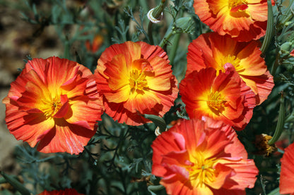 Mikado California Poppy (Eschscholzia californica) Seeds – 1,500 ct