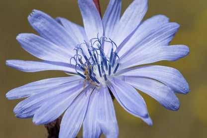 1000 Chicory (Chicorium Cicorium Intybus) Seeds
