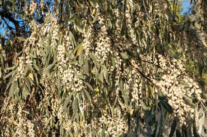 10 American Silverberry (Elaeagnus Commutata) Seeds