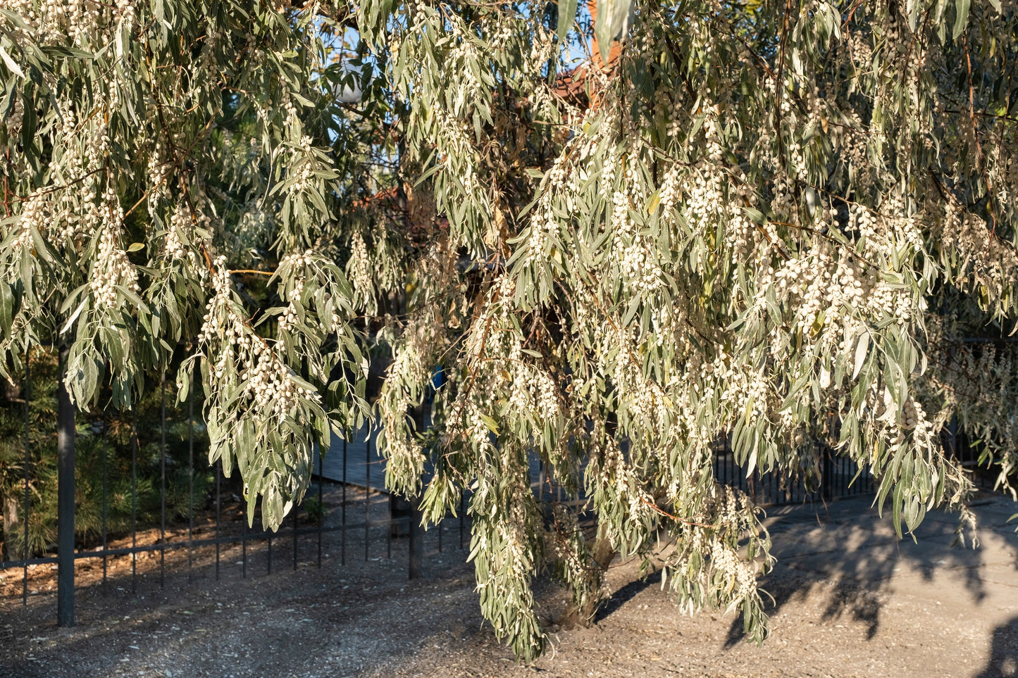 10 American Silverberry (Elaeagnus Commutata) Seeds