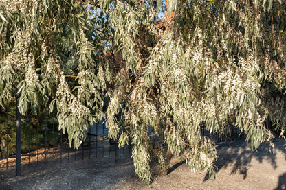 10 American Silverberry (Elaeagnus Commutata) Seeds