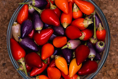 25 BOLIVIAN RAINBOW PEPPER Multi Colored Chili Capsicum Annuum Vegetable Seeds