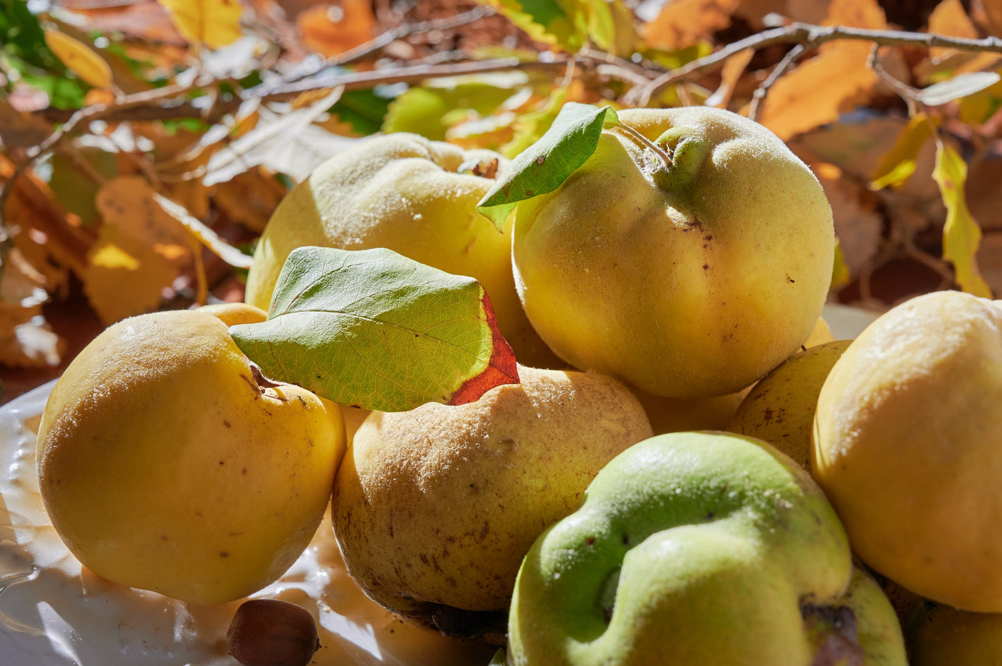 20 Common Culinary Quince (Cydonia Oblonga) Seeds
