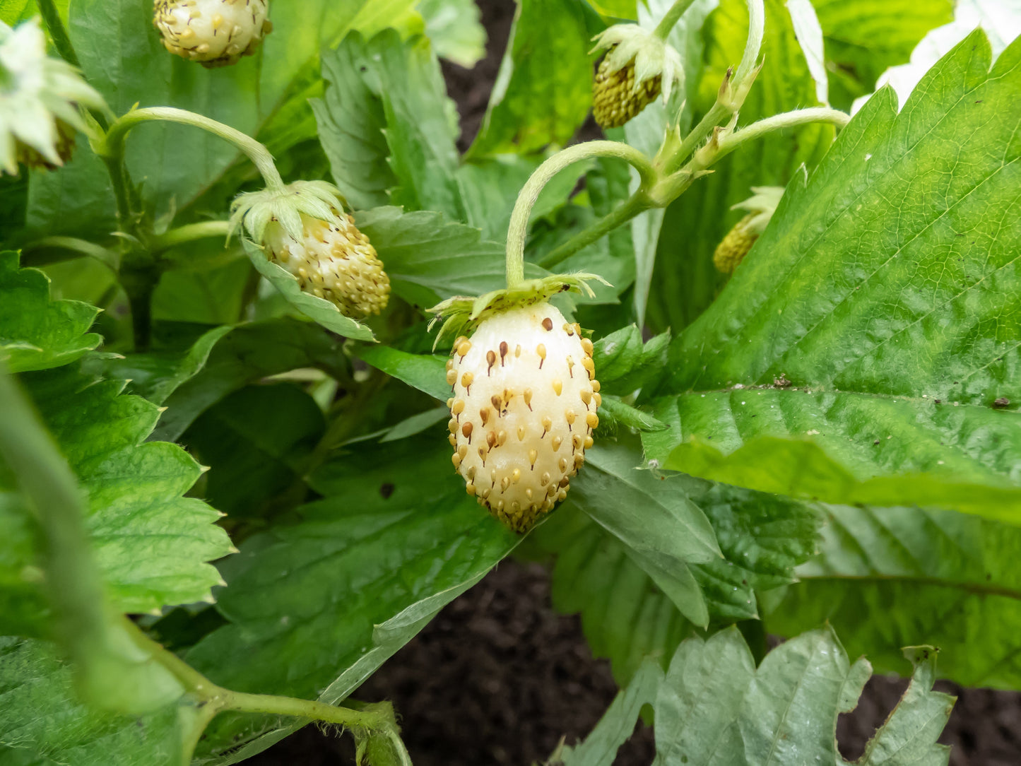20 Pineapple Crush Strawberry (Fragaria Vesca) Seeds